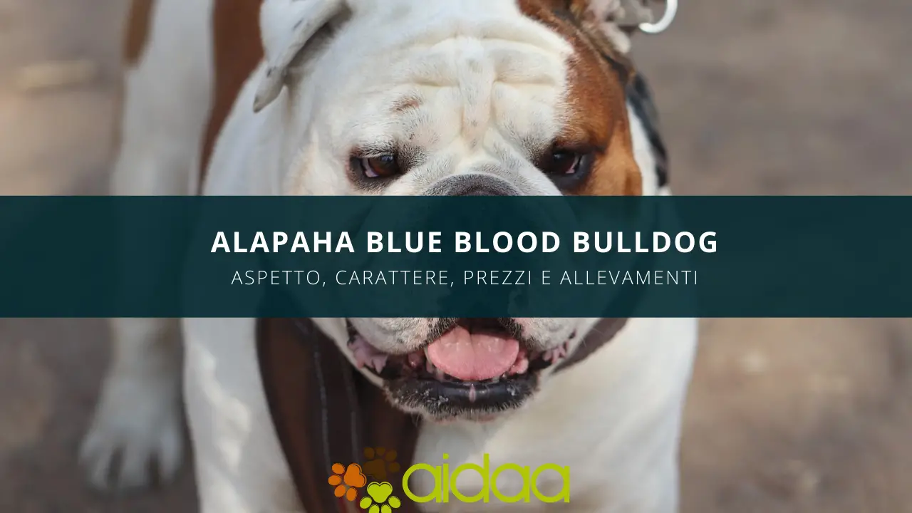 Guida al cane Alapaha Blue Blood Bulldog - aspetto, carattere, allevamenti e prezzi di questa particolare razza canina