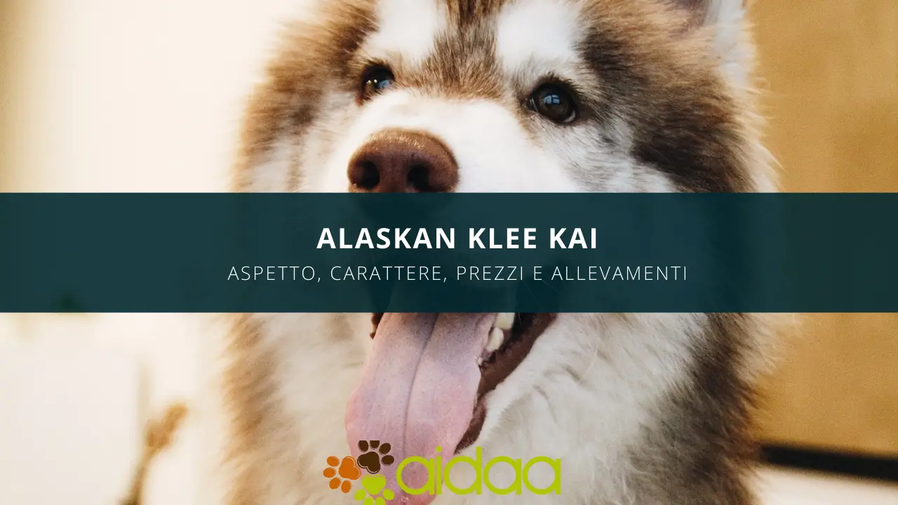 Alaskan Klee Kai: aspetto, carattere, prezzo ed allevamenti