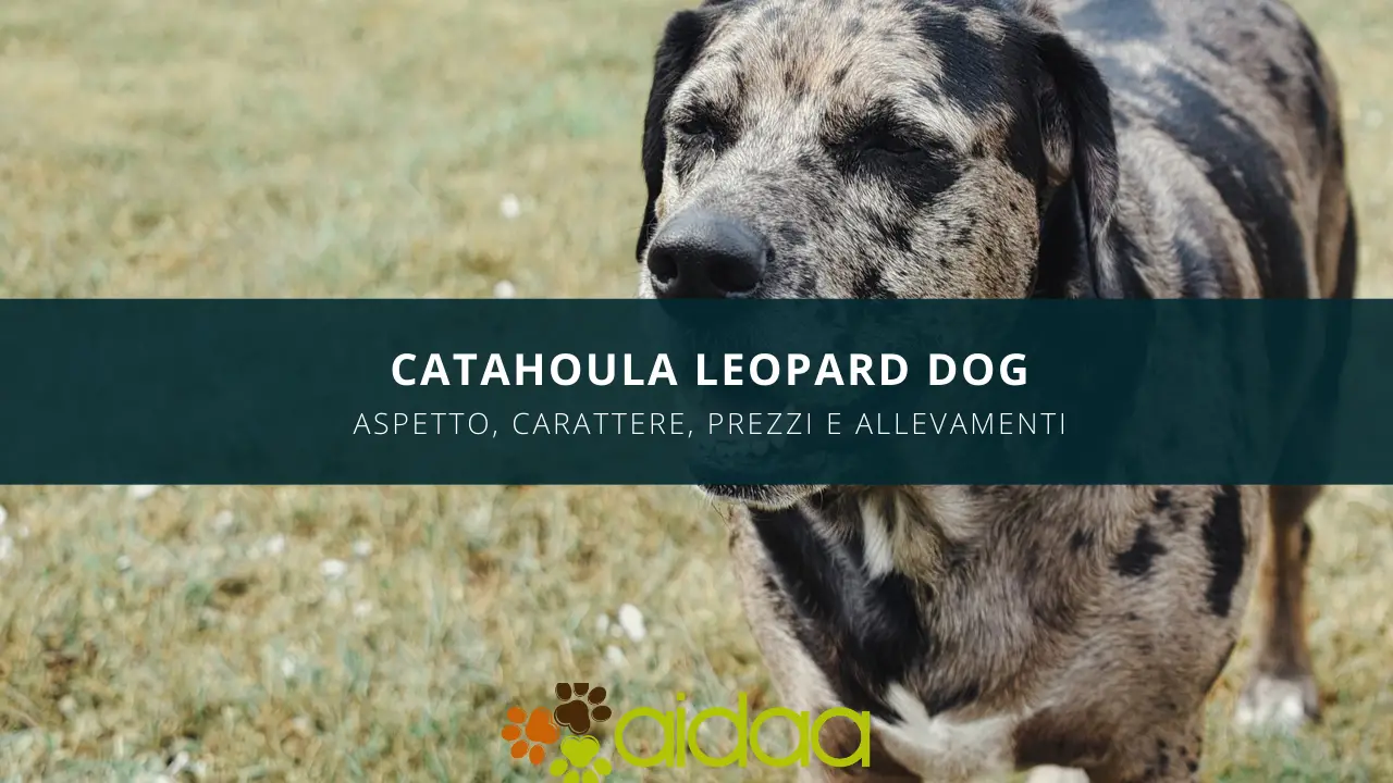 Il cane della razza canina Catahoula Leopard Dog - guida introduttiva con aspetto, carattere, prezzo ed allevamenti