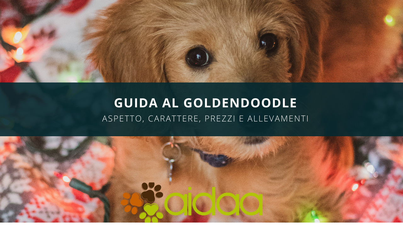 Guida al Goldendoodle - aspetto, carattere, prezzi e allevamenti
