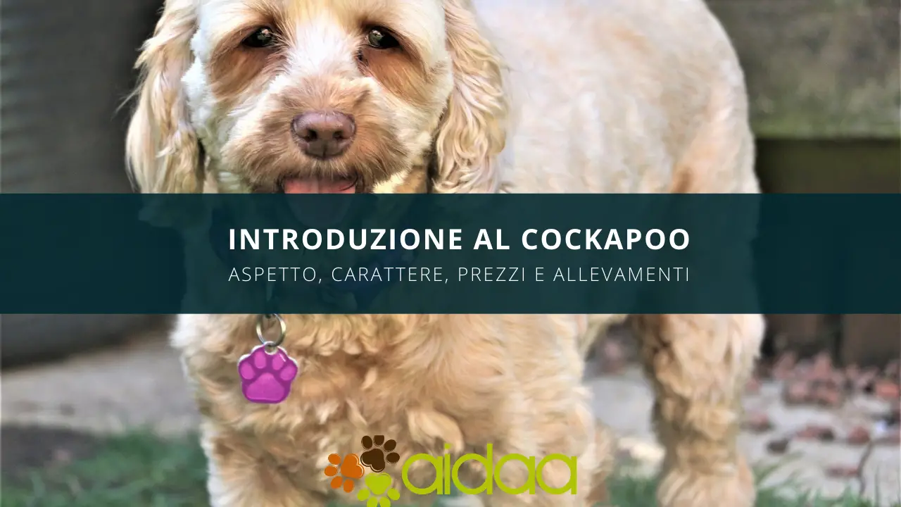 il cane cockapoo - guida introduttiva alla razza canina