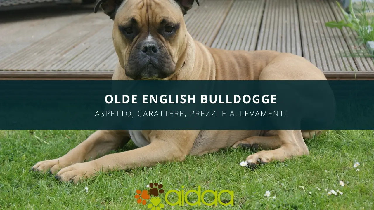 Il cane Olde English Bulldogge - guida alla razza canina