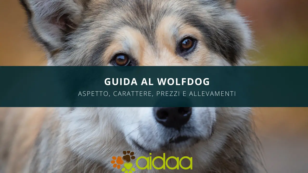 Il cane Wolfdog americano -guida introduttiva alla razza canina
