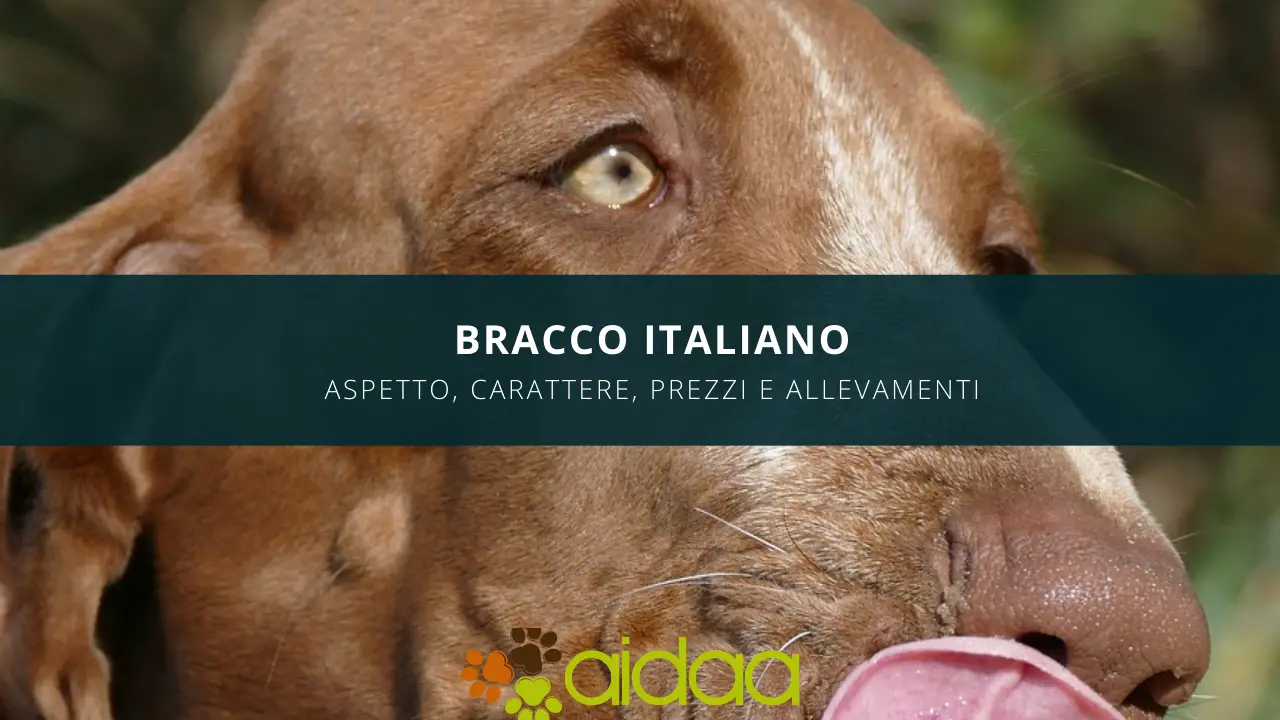 bracco italiano - aspetto, carattere, prezzo ed allevamenti di questo cane