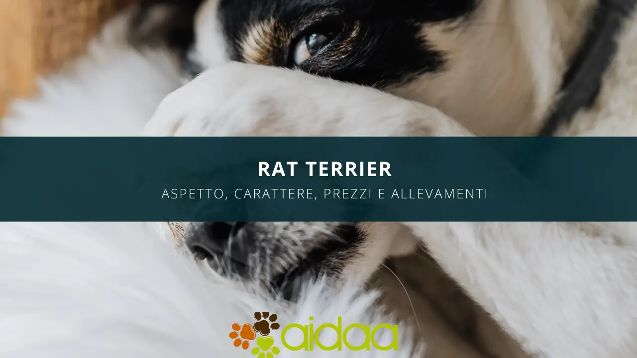 Il cane Rat Terrier - guida introduttiva con aspetto, carattere, prezzi ed allevamenti di questa razza canina