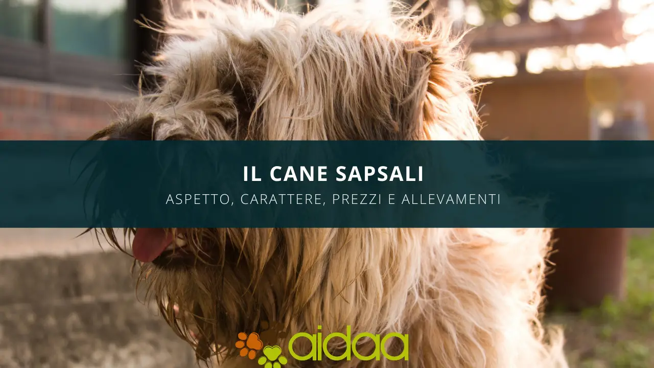 il cane Sapsali -guida introduttiva ad aspetto, carattere. prezzi ed allevamenti