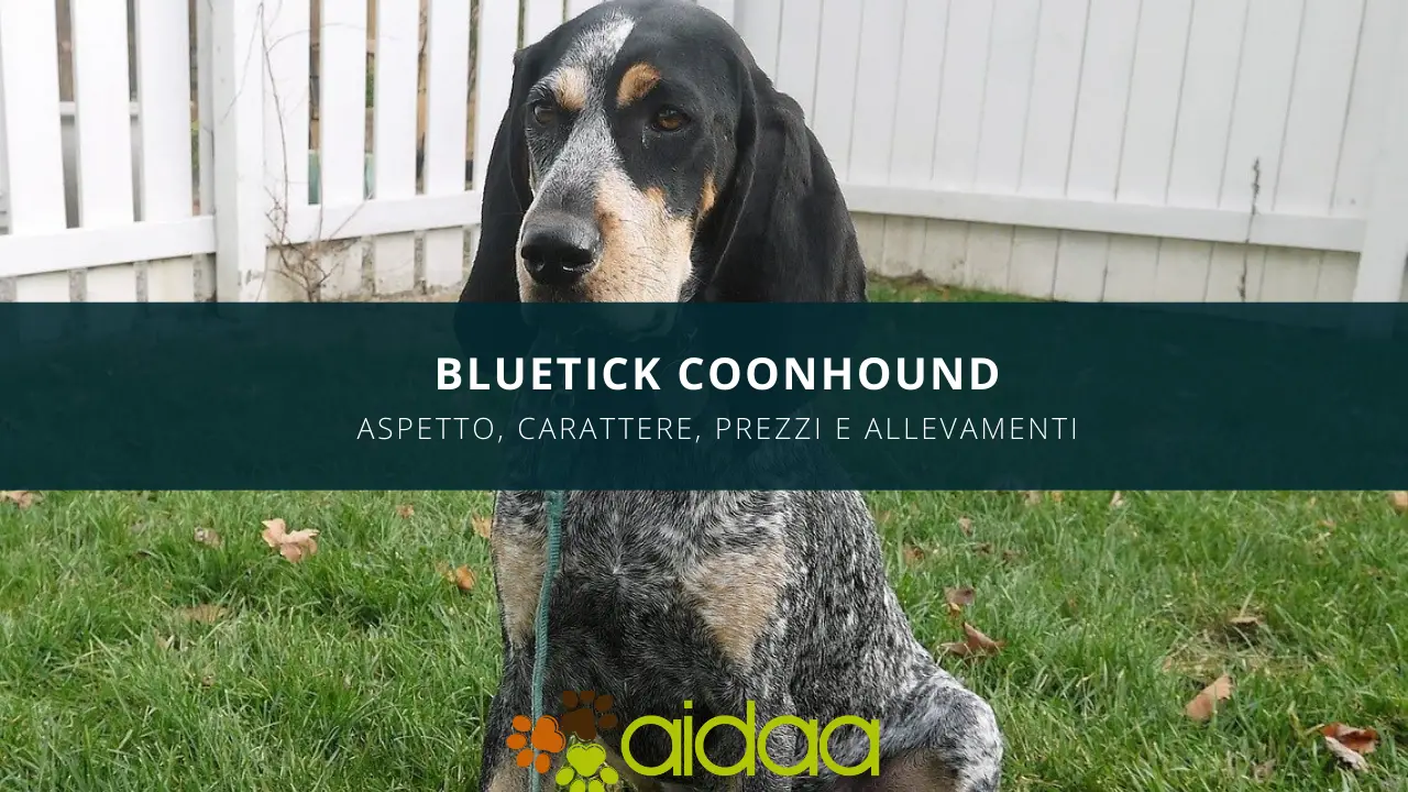 bluetick coonhound - aspetto, carattere, prezzo ed allevamenti cane