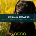 Il cane Borador - aspetto, carattere, prezzo ed allevamenti