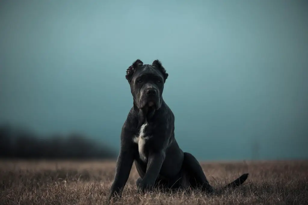 la razza canina bandog - aspetto e caratteristiche del cane