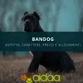 Il cane Bandog - aspetto, carattere, allevamenti e prezzo