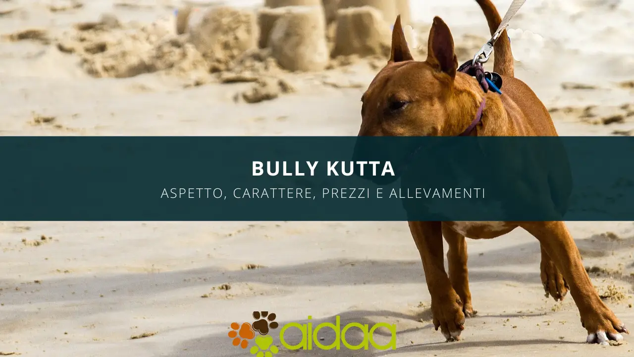 Il cane Bully Kutta - aspetto, carattere, prezzo ed allevamenti