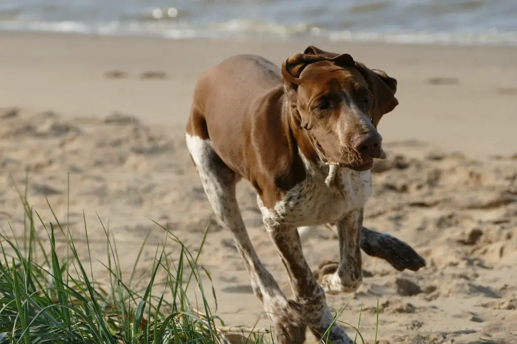 Foto di un cane Bracco Italiano che corre in spiaggia - sono visibile le orecchie cadenti di questa razza canina italiana.