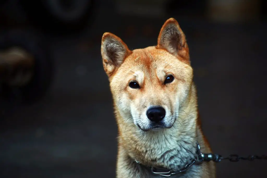 Muso e aspetto del cane Jindo Coreano (anche chiamato Korea Jindo Dog), con orecchie a punta tipiche di questa razza canina coreana.