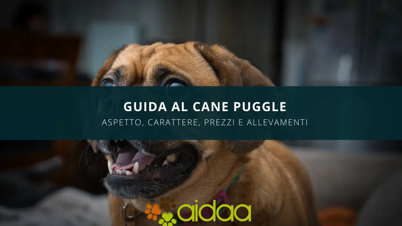 Il cane Puggle - guida introduttiva all'aspetto, carattere, al prezzo ed agli allevamenti di questa adorabile razza canina