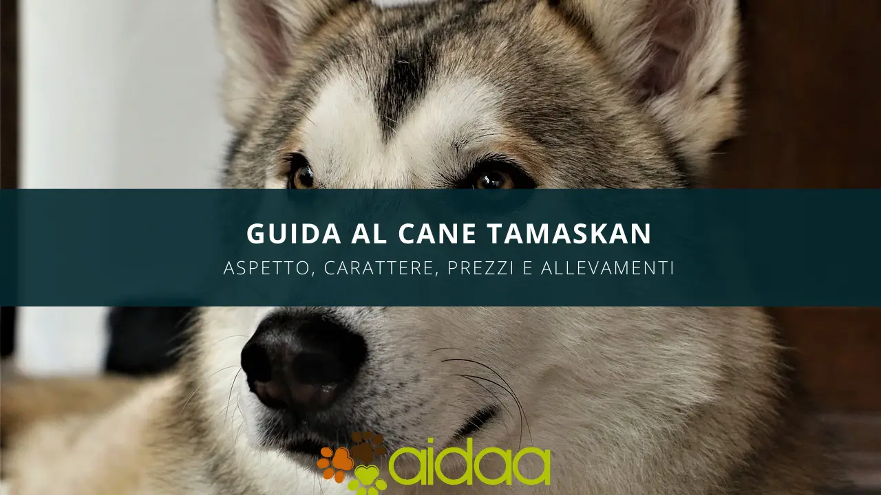 Il cane Tamaskan: aspetto e caratteristiche di questa razza canina