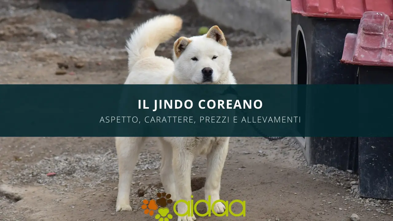 jindo coreano (anche chiamato con il nome Jindo Korean Dog) - aspetto, carattere, prezzo ed allevamenti del cane