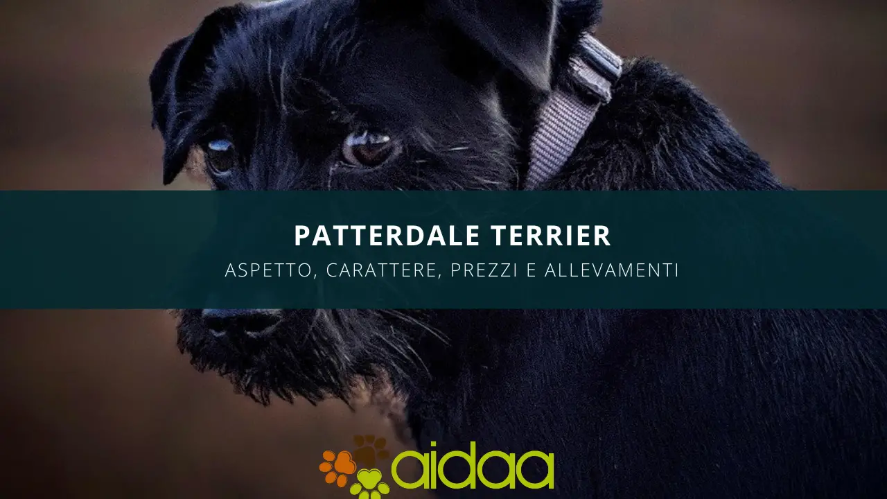 Il cane Patterdale Terrier - aspetto, carattere, prezzo ed allevamenti
