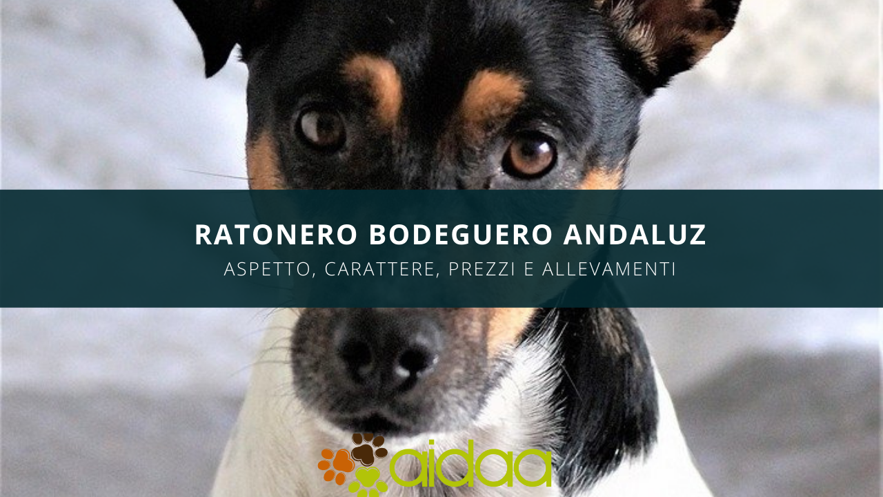 Il Ratonero Bodeguero Andaluz - guida alla razza canina con aspetto, carattere, prezzi ed allevamento