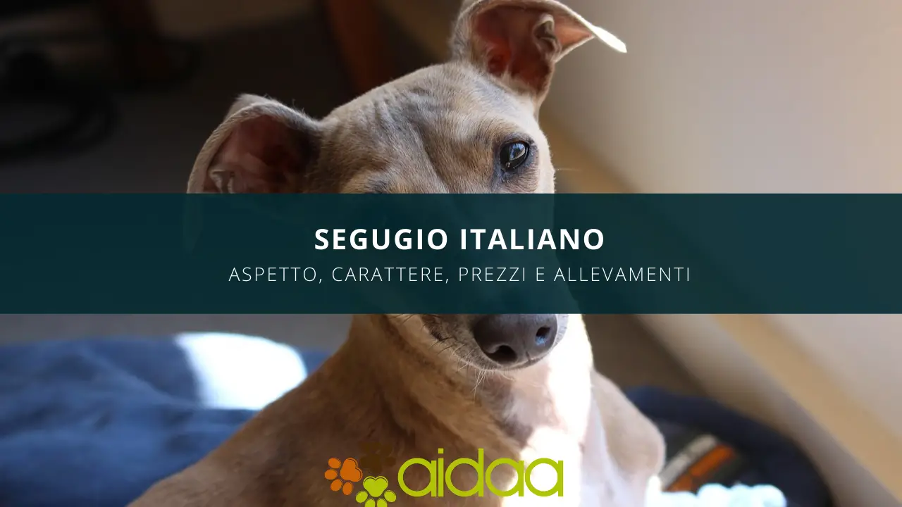 il cane della razza canina Segugio Italiano -aspetto, carattere, prezzo ed allevamenti