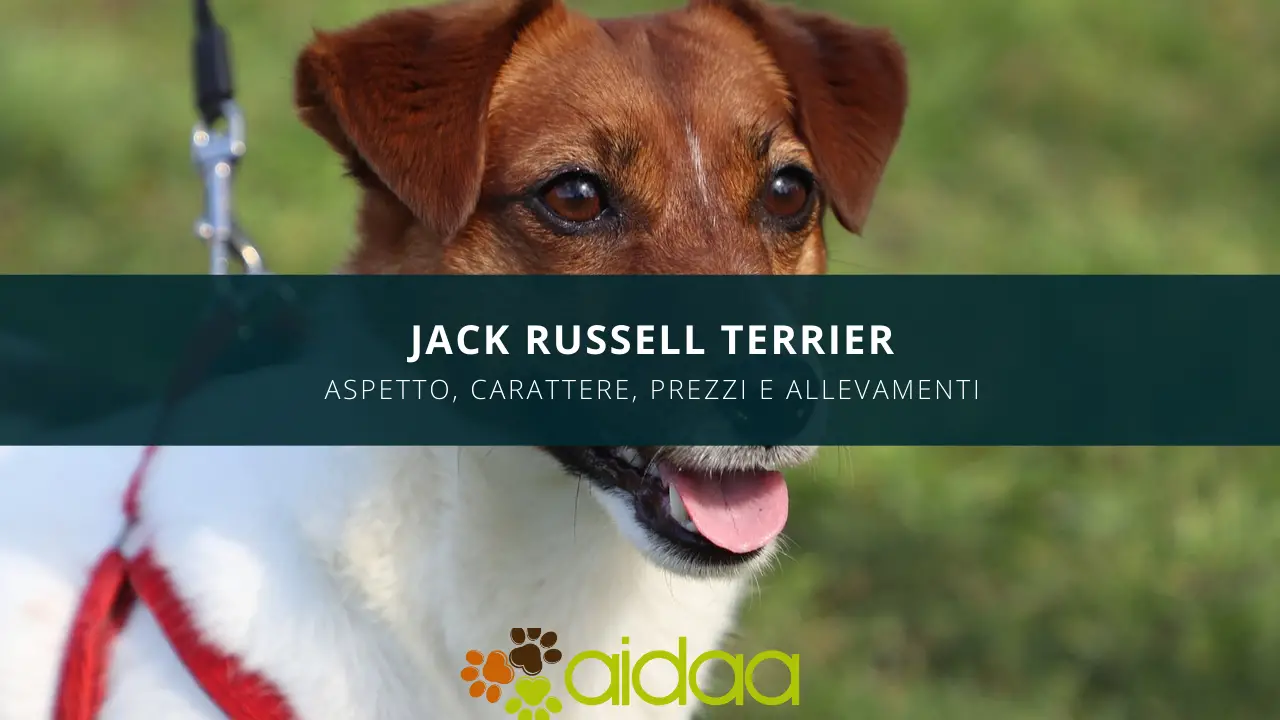 Il Jack Russell Terrier - guida ad aspetto, carattere, prezzo ed allevamenti della razza canina