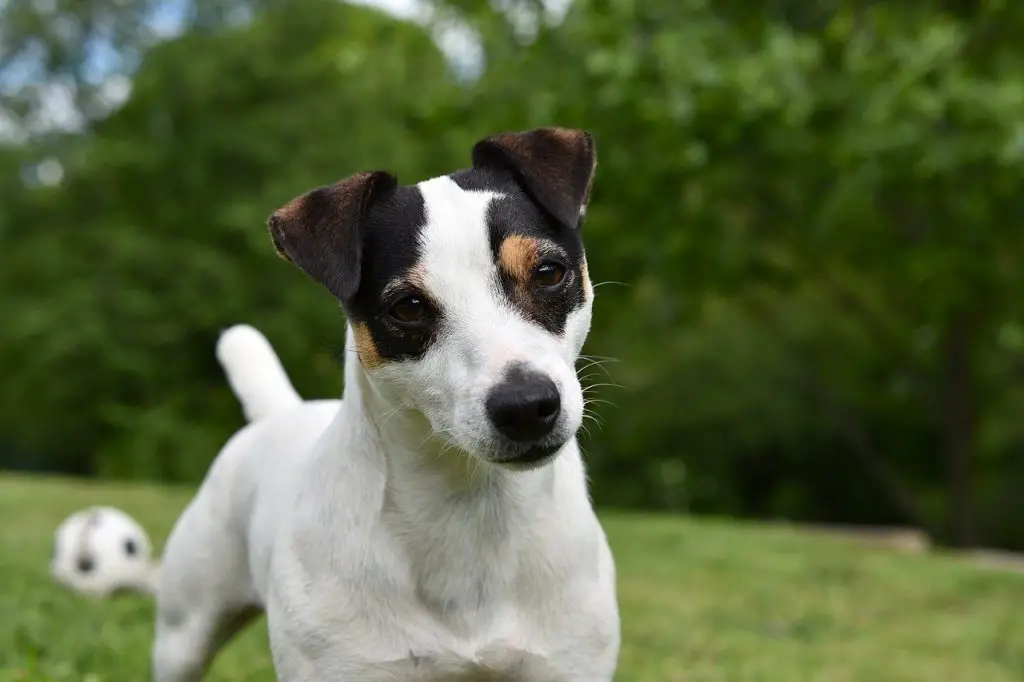 Muso e pelo del Jack Russell Terrier - muso e occhi di questa razza canina