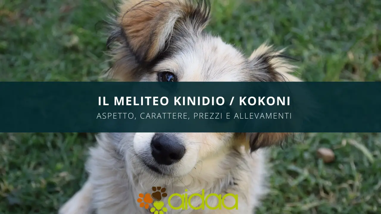 Il Meliteo Kinidio Konkoni - aspetto, carattere, prezzo ed allevamento del cane e della razza canina