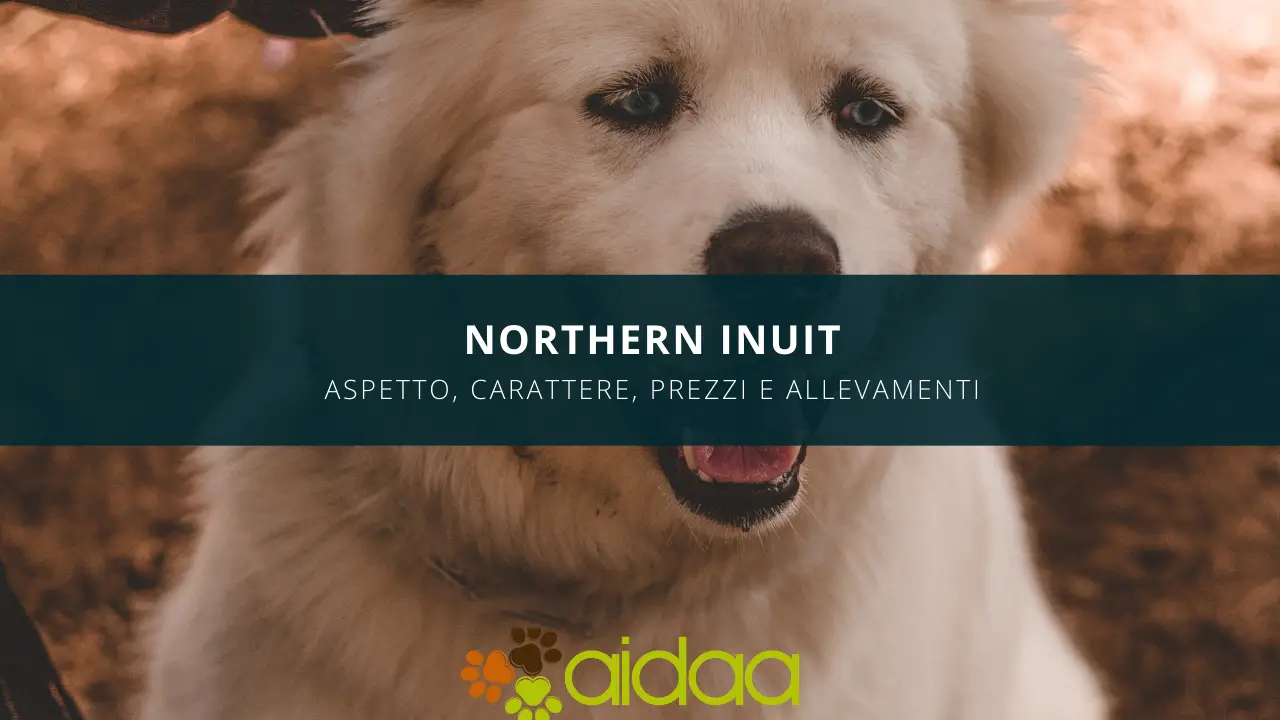 Il cane Northern Inuit - guida alla razza canina con aspetto, carattere, prezzo ed allevamenti