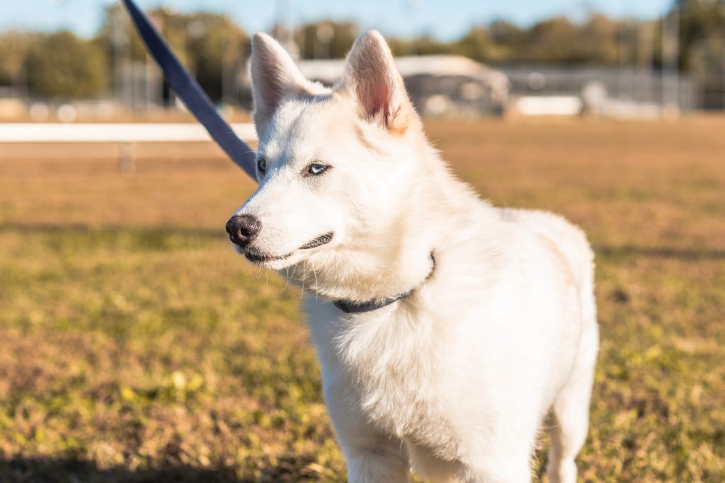 Il cane Northern Inuit - foto con cane con pelo di colore bianco