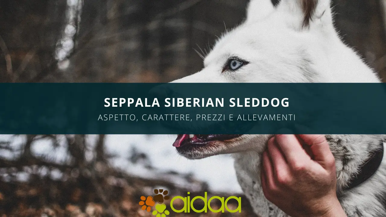 Guida al cane seppala siberian sleddog - aspetto, carattere, prezzo ed allevamenti di questa razza canina canadese