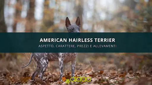 American hairless terrier - guida cane aidaa con prezzi, allevamenti, carattere e caratteristiche