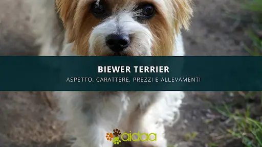 Biewer Terrier- guida a prezzo, carattere, aspetto, caratteristiche del cane e allevamenti di questa razza canina