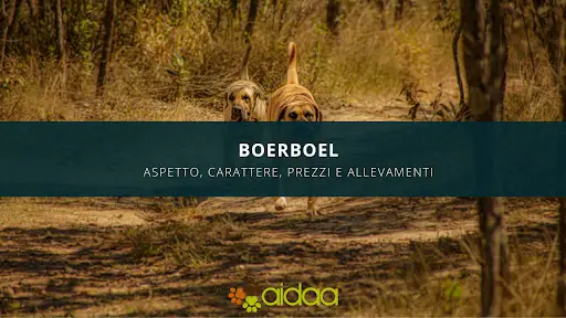 Boerboel: prezzo, carattere, caratteristiche ed allevamenti di questo cane