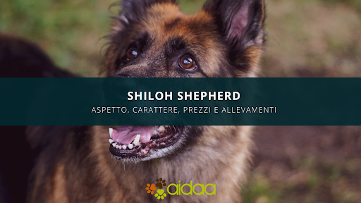 Shiloh Shepherd - prezzo, carattere, caratteristiche ed allevamenti di questa razza canina statunitense
