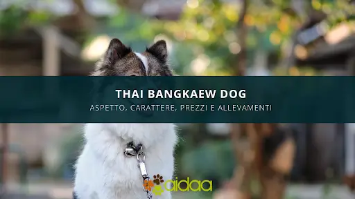 guida al cane Thai Bangkaew dog - carattere, prezzi, caratteristiche ed allevamenti cane