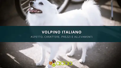 volpino italiano - prezzo, carattere, caratteristiche ed allevamenti del cane aidaa