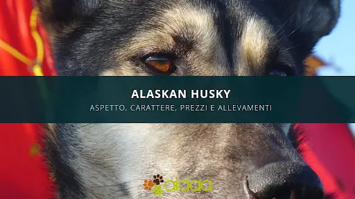 Alaskan Husky: Carattere, Caratteristiche, Prezzi ed Allevamenti razza canina aidaa
