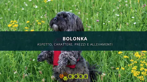 bolonka - carattere, prezzi, allevamenti, caratteristiche del cane aidaa
