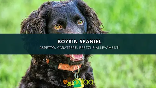boykin spaniel - guida alla razza canina di aidaa
