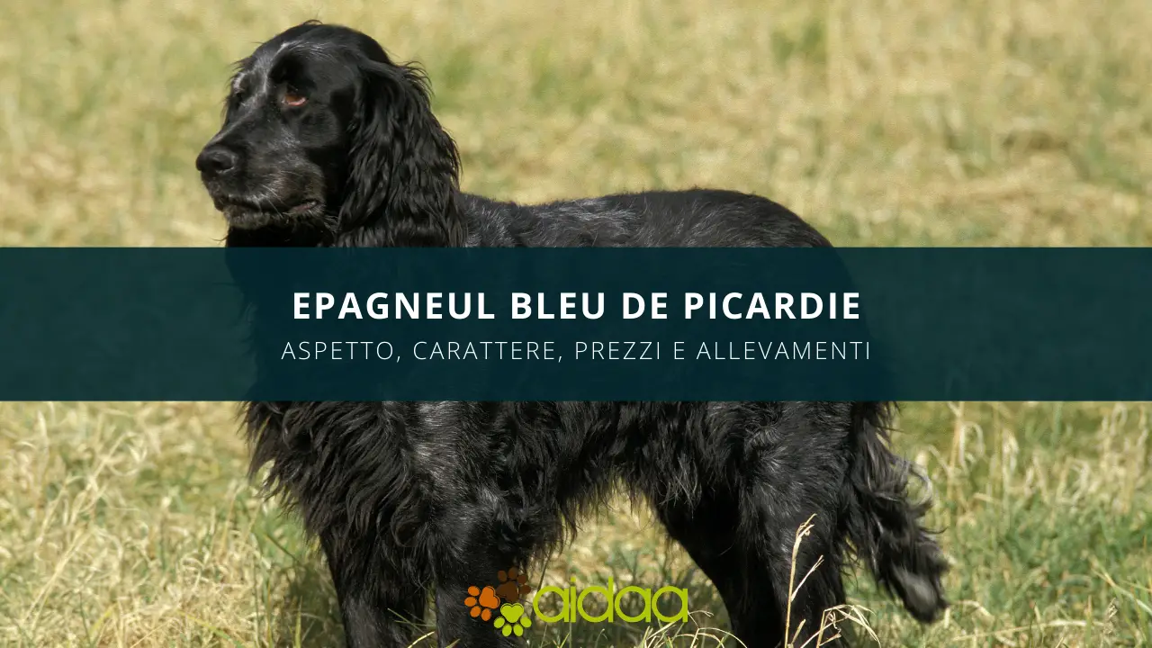 epagneul bleu de picardie- foto cane per la guida iniziale di aidaa