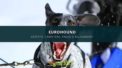Eurohound - guida iniziale alla razza canina aidaa