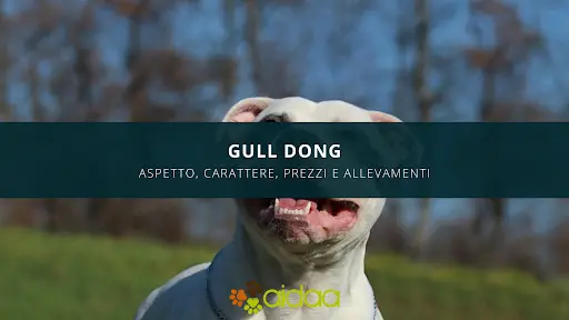 Gull Dong: prezzo, caratteristiche ed allevamenti della razza canina