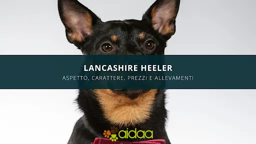 Lancashire Heeler - guida razza canina aidaa