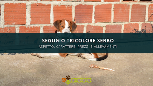 segugio tricolore serbo - carattere, caratteristiche, allevamenti e prezzi di questa razza canina