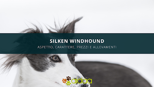 silken windhound: guida al cane aidaa