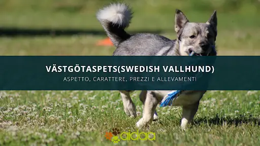 vastgotaspets, anche detto swedish vallhund: guida al cane di aidaa